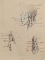 Anatomy Sketch