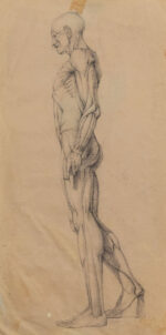 Human Proportions