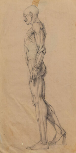 Human Proportions