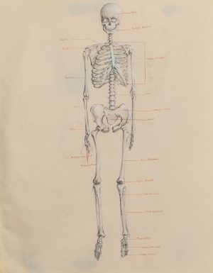 Skeleton Sketch