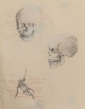 Skull Sketch