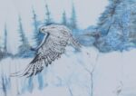 Winter Falcon