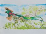 Quetzal