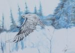 Winter Falcon
